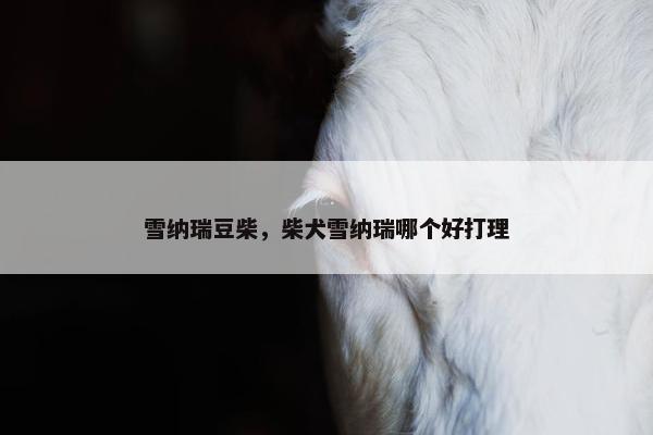 雪纳瑞豆柴，柴犬雪纳瑞哪个好打理