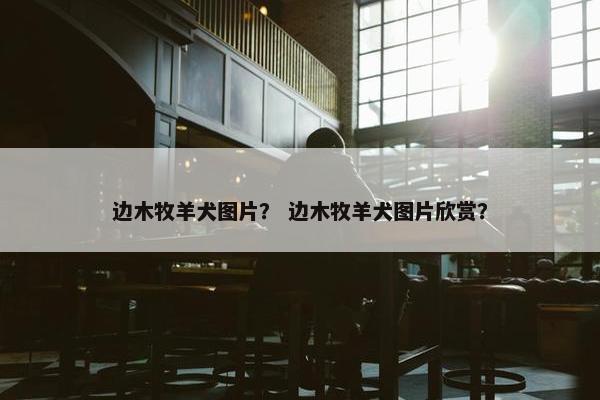边木牧羊犬图片？ 边木牧羊犬图片欣赏？