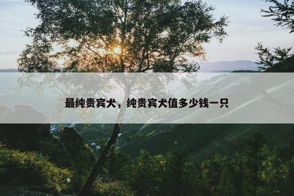 最纯贵宾犬，纯贵宾犬值多少钱一只