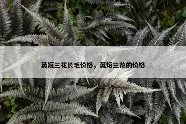 英短三花长毛价格，英短三花的价格