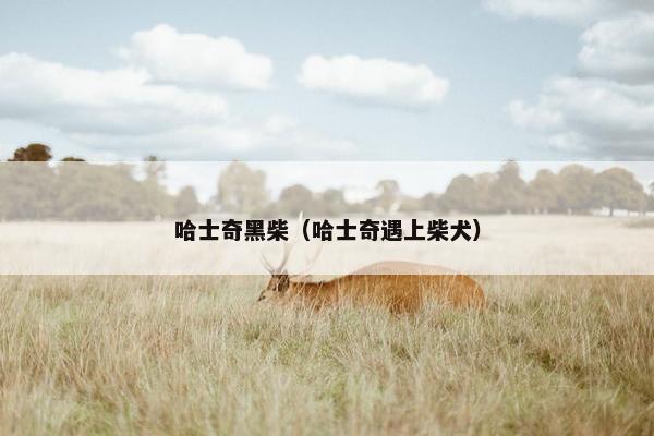 哈士奇黑柴（哈士奇遇上柴犬）
