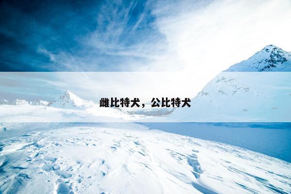 雌比特犬，公比特犬