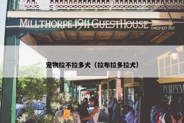 宠物拉不拉多犬（拉布拉多拉犬）