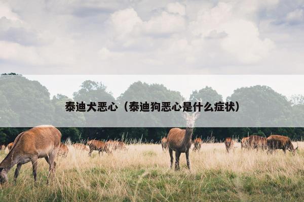泰迪犬恶心（泰迪狗恶心是什么症状）