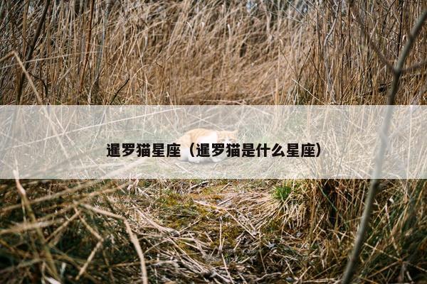 暹罗猫星座（暹罗猫是什么星座）