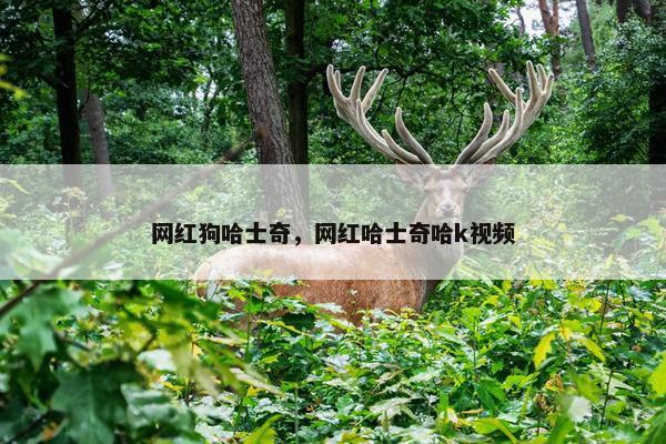 网红狗哈士奇，网红哈士奇哈k视频