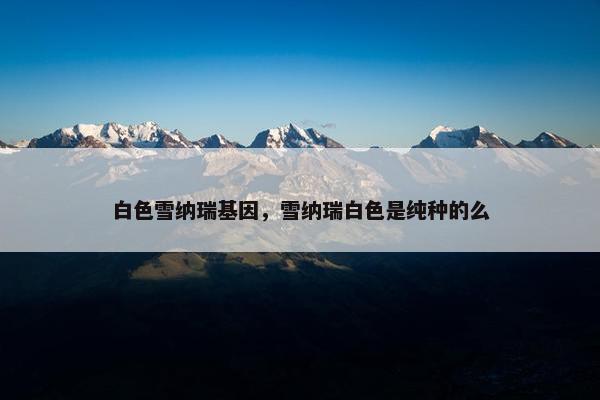 白色雪纳瑞基因，雪纳瑞白色是纯种的么