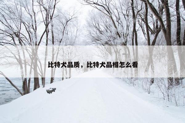 比特犬品质，比特犬品相怎么看