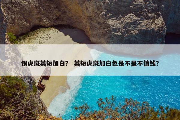 银虎斑英短加白？ 英短虎斑加白色是不是不值钱？
