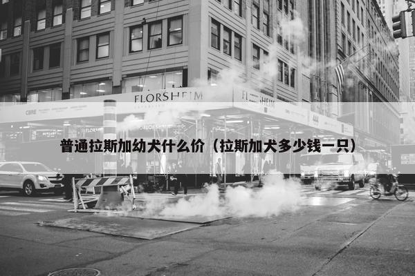 普通拉斯加幼犬什么价（拉斯加犬多少钱一只）