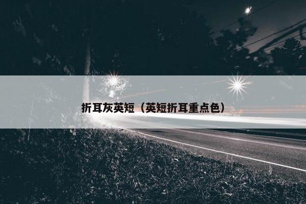 折耳灰英短（英短折耳重点色）