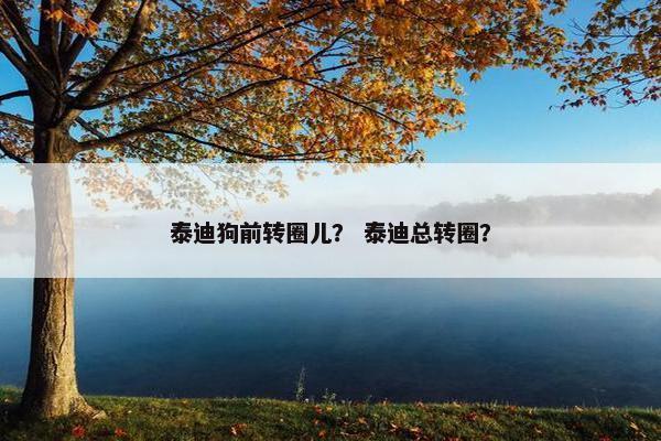 泰迪狗前转圈儿？ 泰迪总转圈？