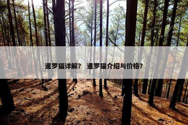 暹罗猫详解？ 暹罗猫介绍与价格？