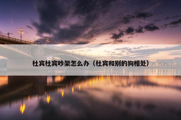 杜宾杜宾吵架怎么办（杜宾和别的狗相处）