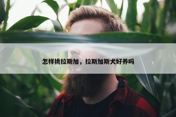怎样挑拉斯加，拉斯加斯犬好养吗