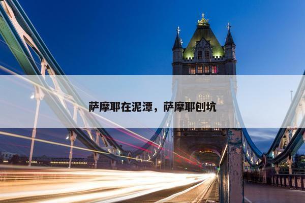 萨摩耶在泥潭，萨摩耶刨坑