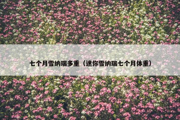 七个月雪纳瑞多重（迷你雪纳瑞七个月体重）