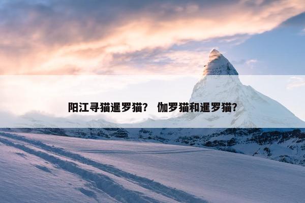 阳江寻猫暹罗猫？ 伽罗猫和暹罗猫？