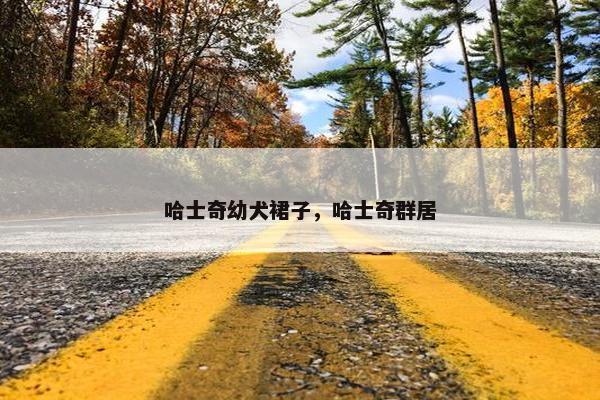 哈士奇幼犬裙子，哈士奇群居