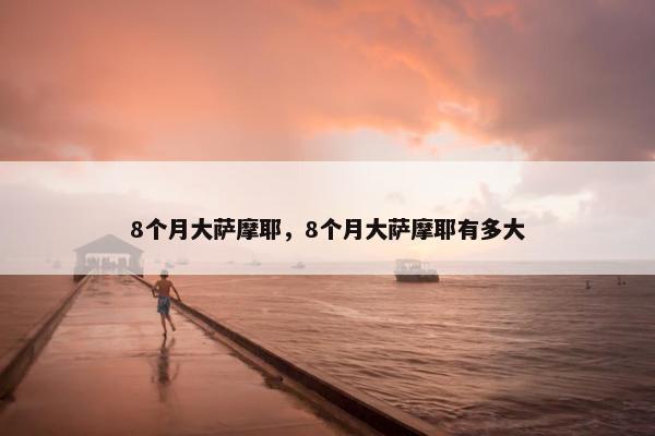 8个月大萨摩耶，8个月大萨摩耶有多大