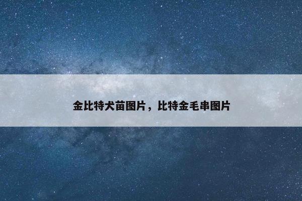 金比特犬苗图片，比特金毛串图片