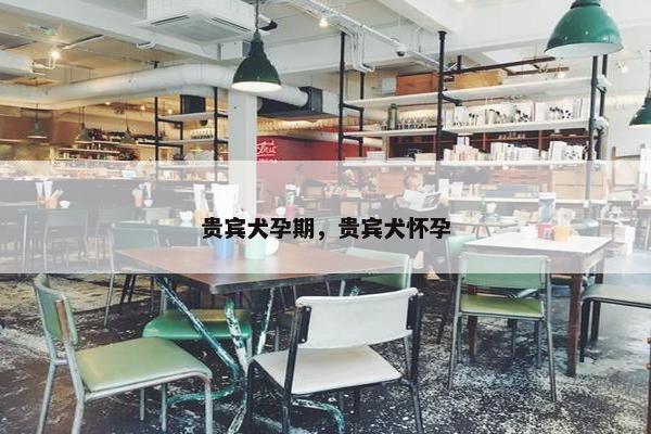 贵宾犬孕期，贵宾犬怀孕