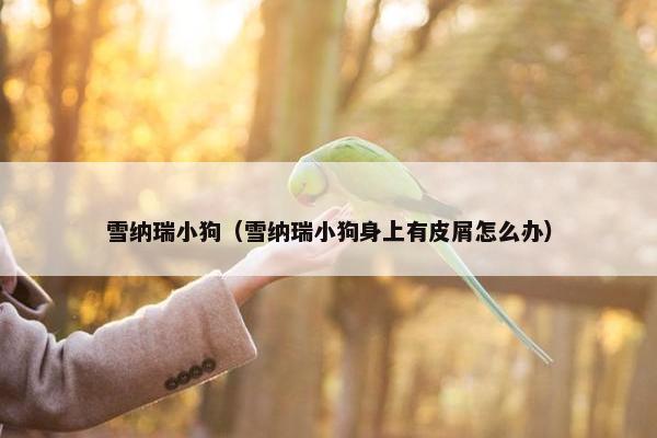 雪纳瑞小狗（雪纳瑞小狗身上有皮屑怎么办）