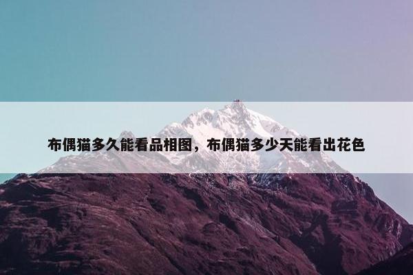 布偶猫多久能看品相图，布偶猫多少天能看出花色