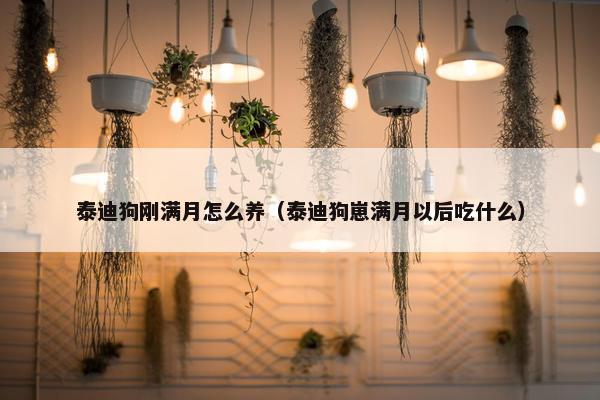 泰迪狗刚满月怎么养（泰迪狗崽满月以后吃什么）