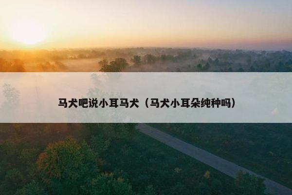 马犬吧说小耳马犬（马犬小耳朵纯种吗）