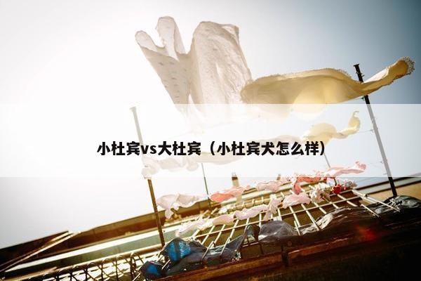 小杜宾vs大杜宾（小杜宾犬怎么样）