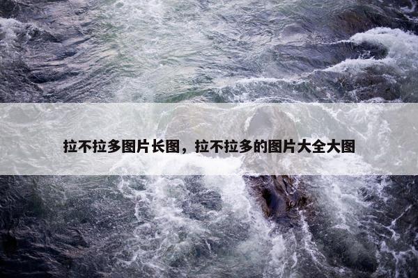 拉不拉多图片长图，拉不拉多的图片大全大图