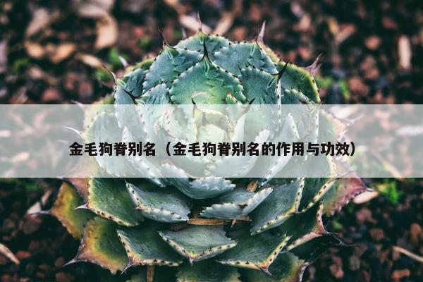 金毛狗脊别名（金毛狗脊别名的作用与功效）