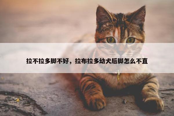 拉不拉多脚不好，拉布拉多幼犬后脚怎么不直