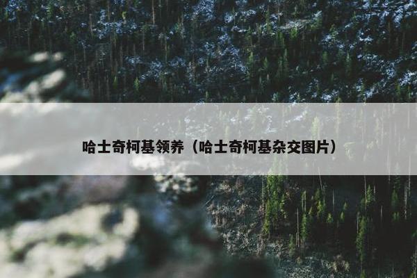 哈士奇柯基领养（哈士奇柯基杂交图片）