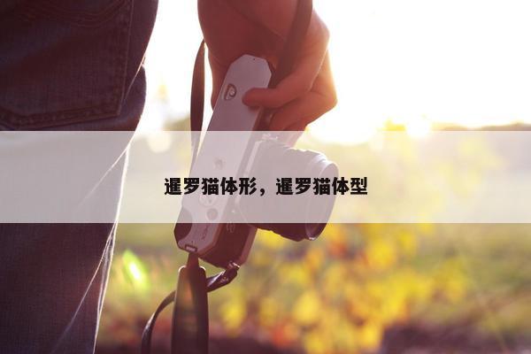 暹罗猫体形，暹罗猫体型