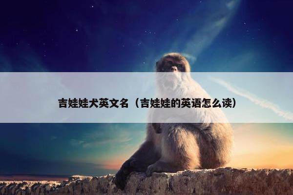 吉娃娃犬英文名（吉娃娃的英语怎么读）