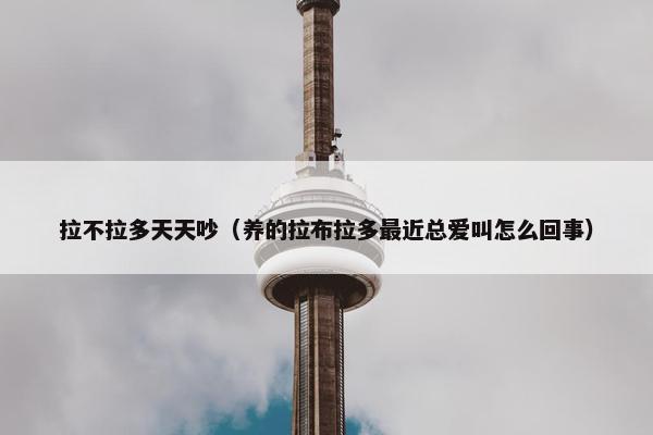 拉不拉多天天吵（养的拉布拉多最近总爱叫怎么回事）