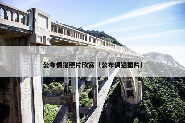 公布偶猫照片欣赏（公布偶猫图片）