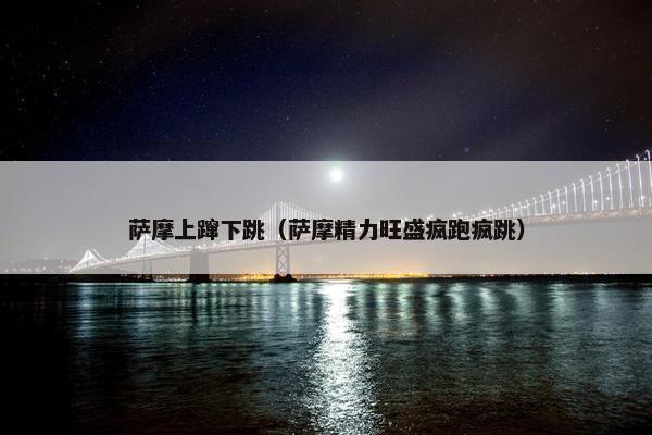 萨摩上蹿下跳（萨摩精力旺盛疯跑疯跳）