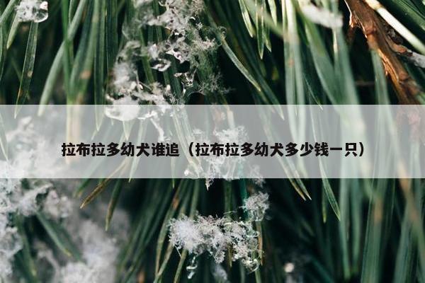 拉布拉多幼犬谁追（拉布拉多幼犬多少钱一只）