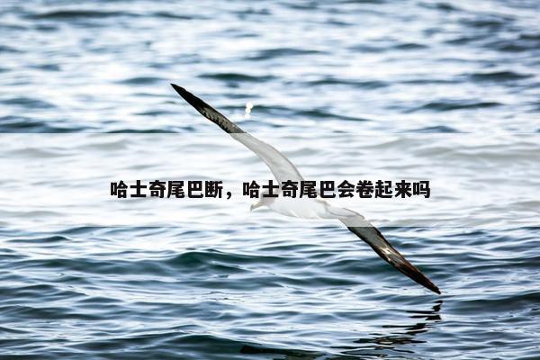 哈士奇尾巴断，哈士奇尾巴会卷起来吗