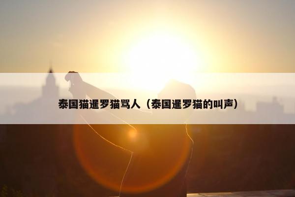 泰国猫暹罗猫骂人（泰国暹罗猫的叫声）