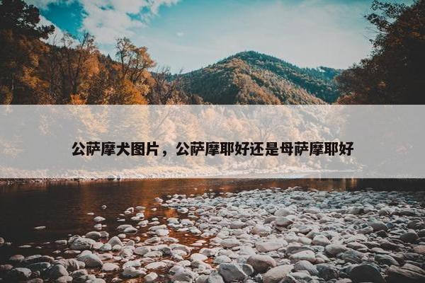 公萨摩犬图片，公萨摩耶好还是母萨摩耶好