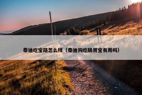 泰迪吃宝路怎么样（泰迪狗吃肠胃宝有用吗）