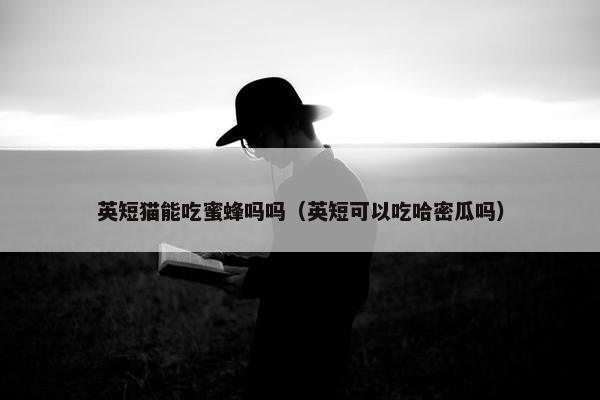 英短猫能吃蜜蜂吗吗（英短可以吃哈密瓜吗）