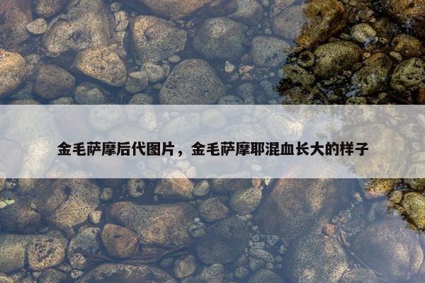 金毛萨摩后代图片，金毛萨摩耶混血长大的样子