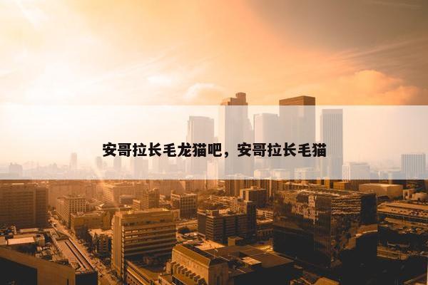 安哥拉长毛龙猫吧，安哥拉长毛猫