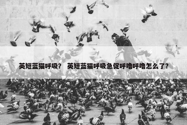 英短蓝猫呼吸？ 英短蓝猫呼吸急促呼噜呼噜怎么了？