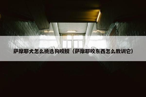萨摩耶犬怎么挑选狗咬胶（萨摩耶咬东西怎么教训它）